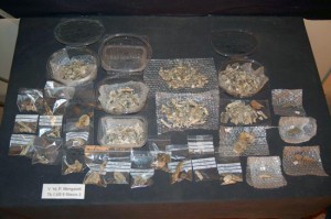 Montalto - Tomba dello scarabeo d'oro - Alcuni dei reperti ritrovati