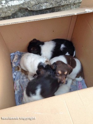 Cuccioli