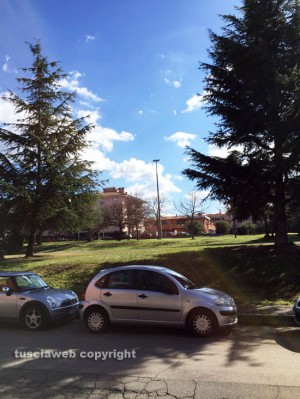 Viterbo - L'invasione delle processionarie sulle piante 