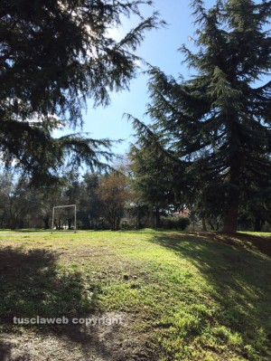 Viterbo - L'invasione delle processionarie sulle piante 