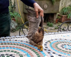 Viterbo - Un falco pellegrino nel chiosco dei Servizi sociali del comune