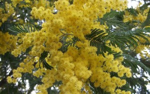 Festa della donna