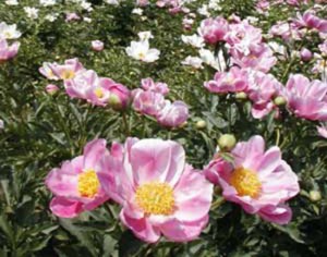 Peonie
