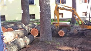 Civita Castellana - Taglio del cedro a piazza Unità d'Italia
