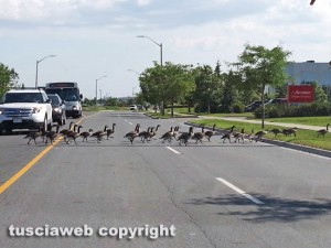 Toronto - Le oche attraversano la strada