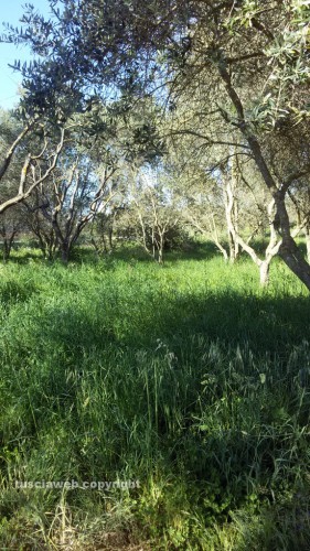 Le aiuole a santa Barbara 