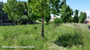 Viterbo - Area verde in via Puccini - Erba alta