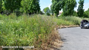 Viterbo - Area verde in via Puccini - Erba seccata dal diserbante