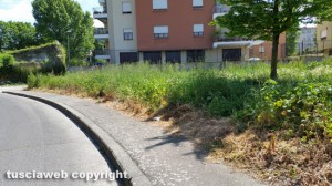 Viterbo - Area verde in via Puccini - Erba seccata dal diserbante