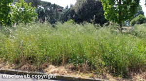 Viterbo - Area verde in via Puccini - Erba seccata dal diserbante