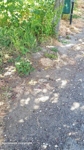 Viterbo - Area verde in via Puccini - Erba seccata dal diserbante