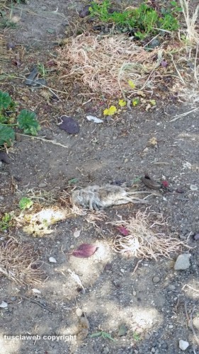 Viterbo - Area verde in via Puccini - Un topo morto