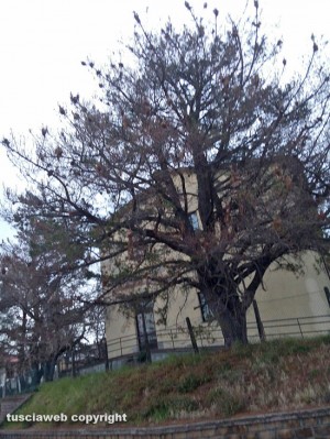 Tobia - Albero infestato dalle processionarie 