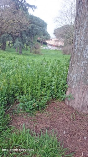 Viterbo - Degrado al parco della Quercia