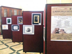 Mostra del Midossi  al museo civico di zoologia a Roma