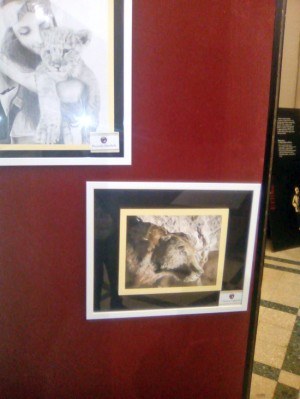 Mostra del Midossi  al museo civico di zoologia a Roma