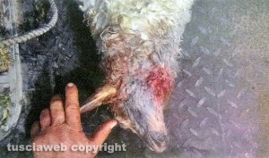 Le pecore uccise