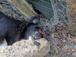 Soriano nel Cimino - Uno dei cani uccisi a fucilate