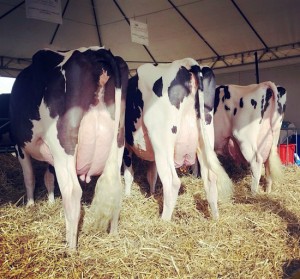 I bovini di Soriano nel Cimino trionfano ad Agriumbria 
