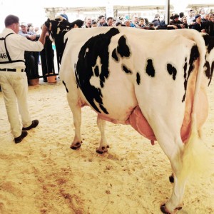 I bovini di Soriano nel Cimino trionfano ad Agriumbria 