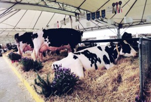 I bovini di Soriano nel Cimino trionfano ad Agriumbria 