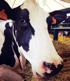 I bovini di Soriano nel Cimino trionfano ad Agriumbria 