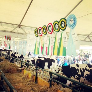 I bovini di Soriano nel Cimino trionfano ad Agriumbria 