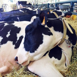I bovini di Soriano nel Cimino trionfano ad Agriumbria