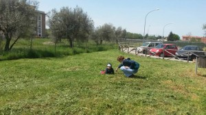 Viterbo - Santa Barbara - Il parco delle querce ripulito dai cittadini