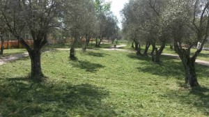 Viterbo - Santa Barbara - Il parco delle querce ripulito dai cittadini