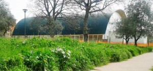 Erba alta al parco delle Querce a Santa Barbara