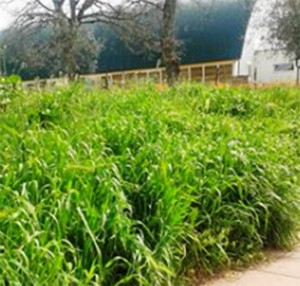 Erba alta al parco delle Querce a Santa Barbara