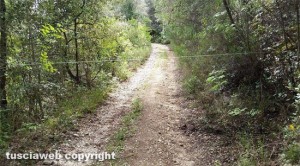 San Martino - Un filo nel bosco