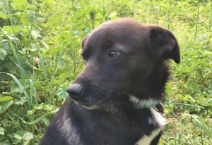Viterbo - Trovato cane meticcio