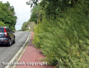 Viterbo - Buche ed erba alta in strada Bagni