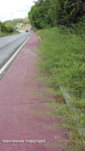 Viterbo - Buche ed erba alta in strada Bagni