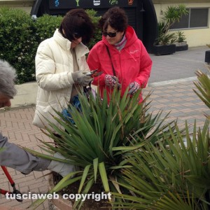 Tarquinia - Nuove piante sul lungomare dei Tirreni
