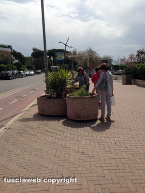 Tarquinia - Nuove piante sul lungomare dei Tirreni
