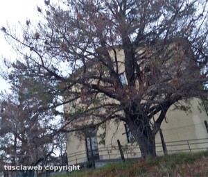 Tobia - Albero infestato dalle processionarie
