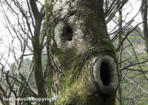 Un albero che sembra un pesce