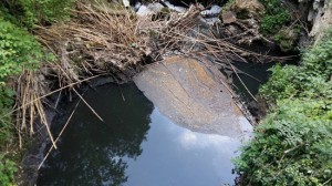 Acque inquinate del torrente Freddano