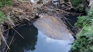 Acque inquinate del torrente Freddano