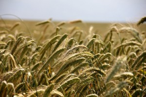 Campo di grano
