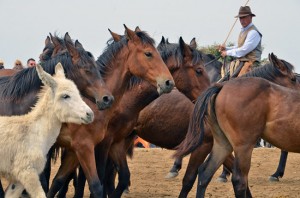 Montalto di Castro - Un momento di "Maremma d’aMare"