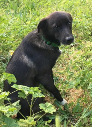 Viterbo - Trovato cane meticcio