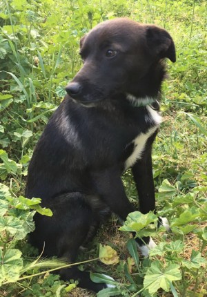Viterbo - Trovato cane meticcio