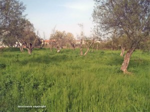 Viterbo - Erba alta al parco delle Querce