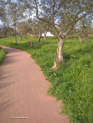 Viterbo - Erba alta al parco delle Querce