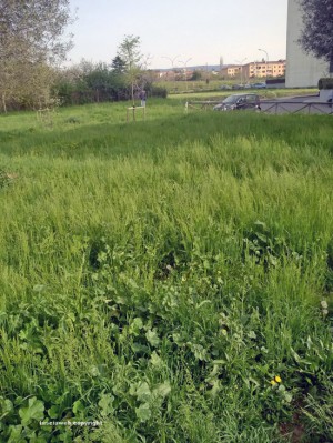 Viterbo - Erba alta al parco delle Querce