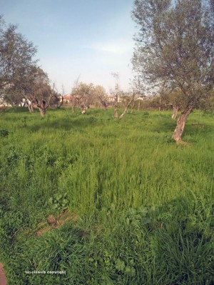 Viterbo - Erba alta al parco delle Querce